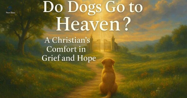 Do Dogs Go to Heaven? A Christian's Comfort in Grief and Hope
